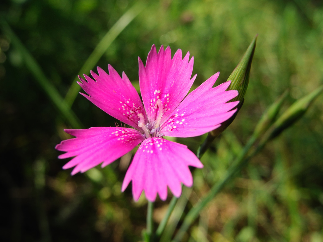 Image of Dianthus deltoides specimen.