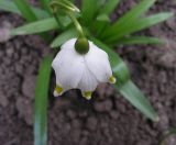 Leucojum vernum