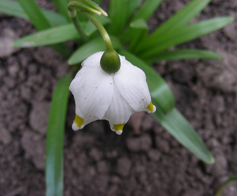 Image of Leucojum vernum specimen.