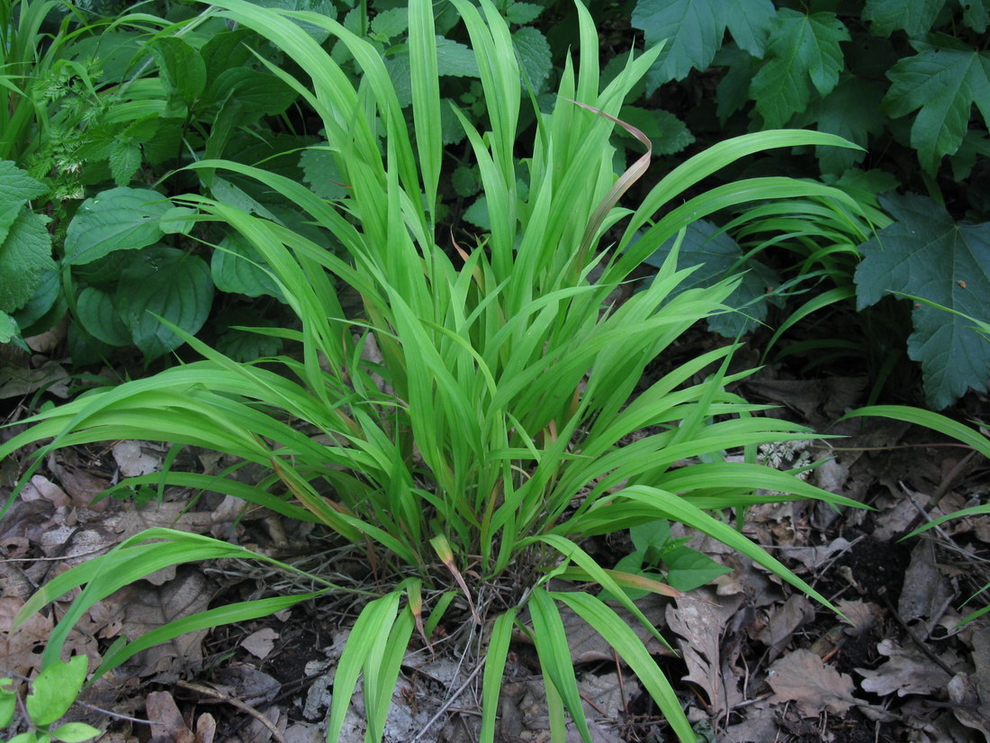 Изображение особи Brachypodium sylvaticum.