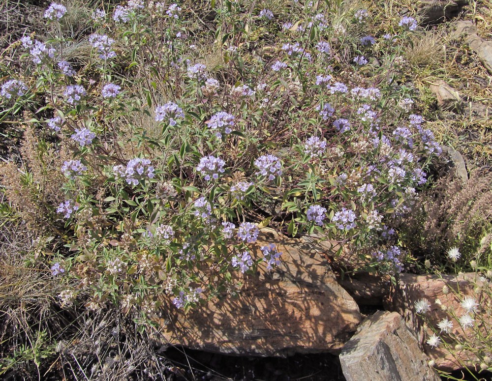 Image of Ziziphora clinopodioides specimen.