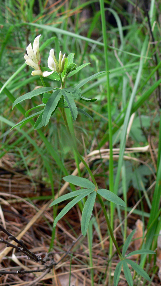 Image of Trifolium spryginii specimen.