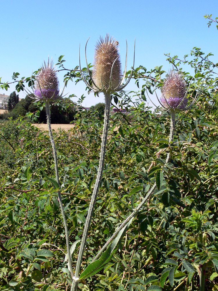 Image of Dipsacus fullonum specimen.