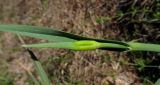 Allium ampeloprasum. Нераскрывшееся соцветие. Испания, г. Валенсия, Альбуфера (Albufera de Valencia), окрайка рисового поля. 6 апреля 2012 г.