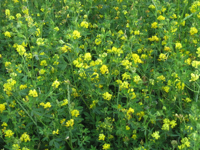 Image of Medicago falcata specimen.