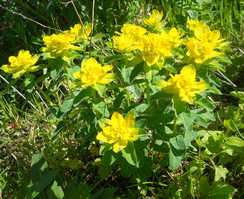 Image of Euphorbia lingulata specimen.