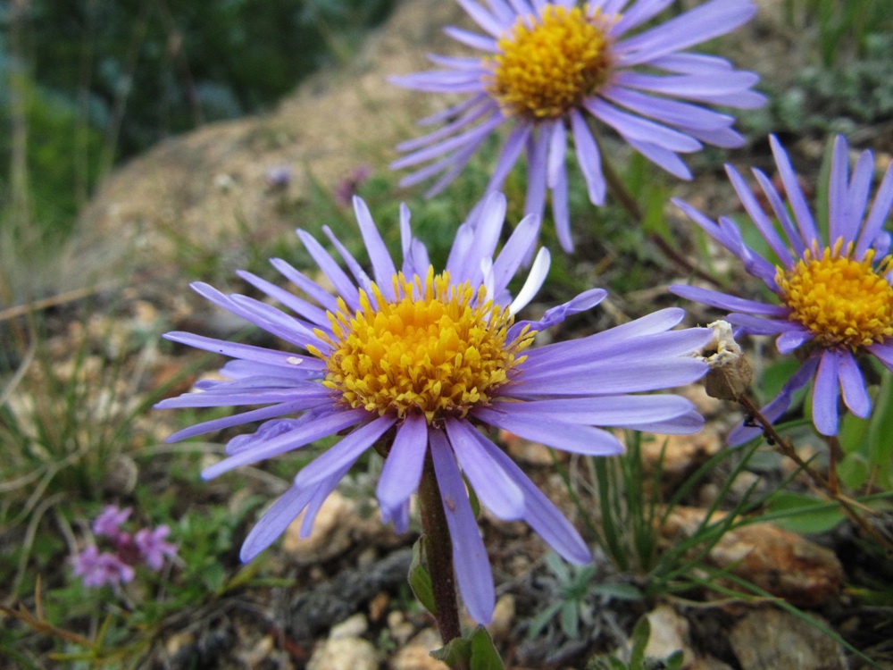 Image of Aster alpinus specimen.