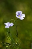 Linum austriacum. Верхушка цветущего растения. Ростовская обл., Октябрский р-н, Персиановская степь, Аютинские склоны, верхняя часть склона правого коренного берега р. Аюта. 01.06.2011.