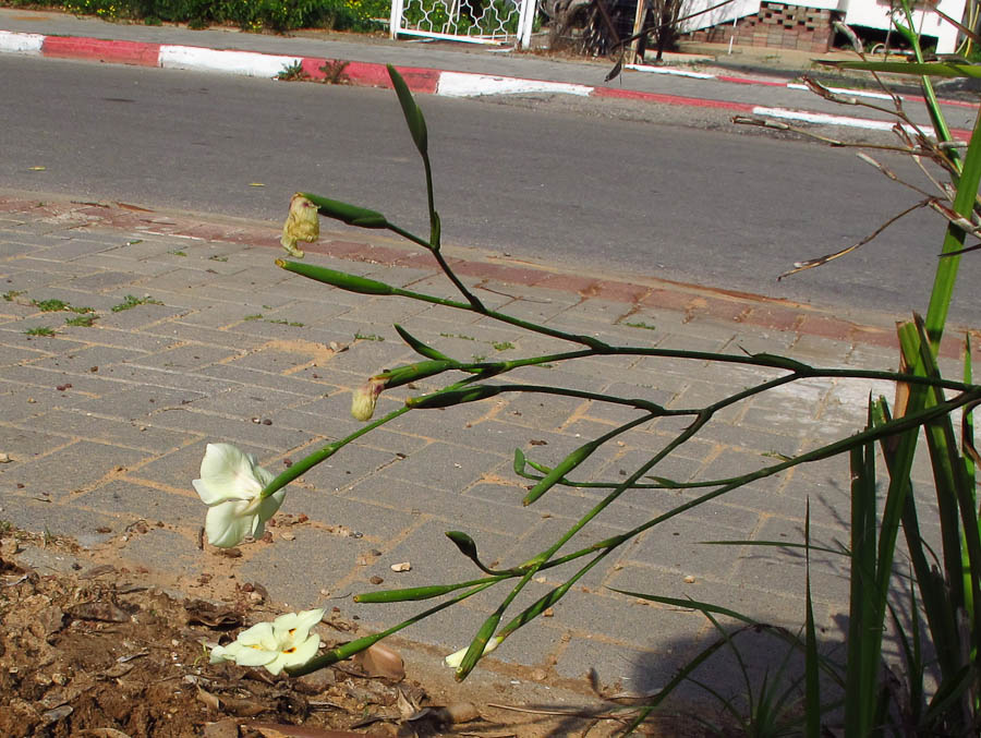 Image of Dietes bicolor specimen.