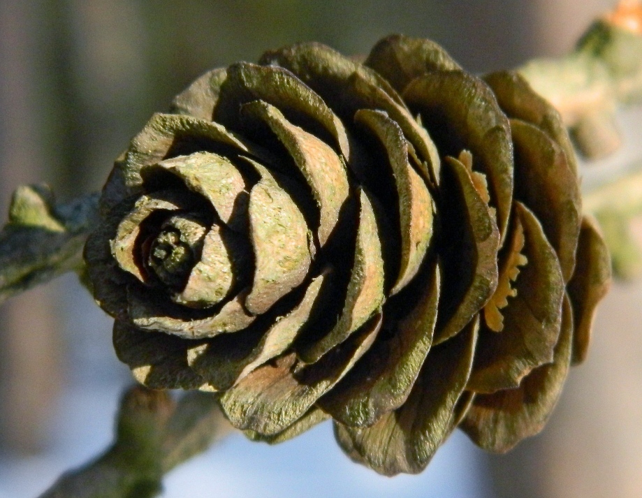 Image of Larix sibirica specimen.