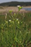 Dichodon viscidum. Верхушки побегов с цветками и завязавшимися плодами. Крым, зап. берег Симферопольского вдхр. 29 апреля 2013 г.