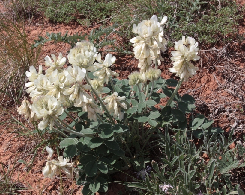 Image of Hedysarum grandiflorum specimen.