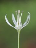 Allium karataviense