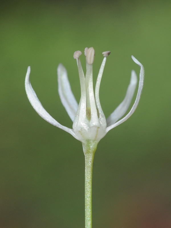 Image of Allium karataviense specimen.