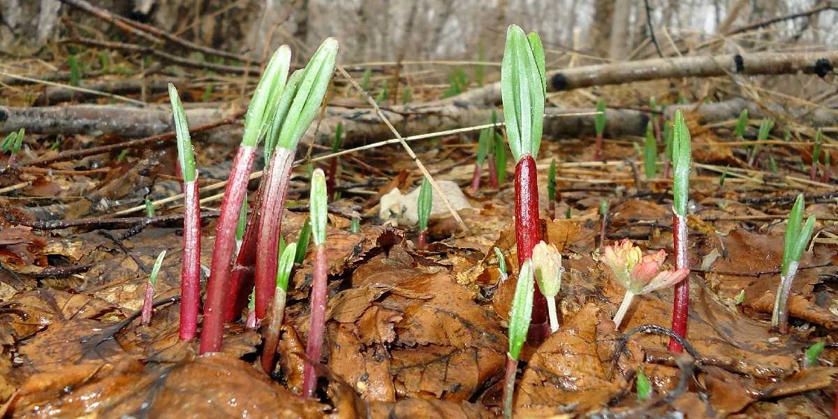 Image of Allium ochotense specimen.