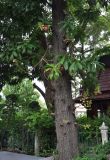 Couroupita guianensis. Нижняя часть ствола цветущего дерева. Таиланд, Бангкок. 17.06.2013.