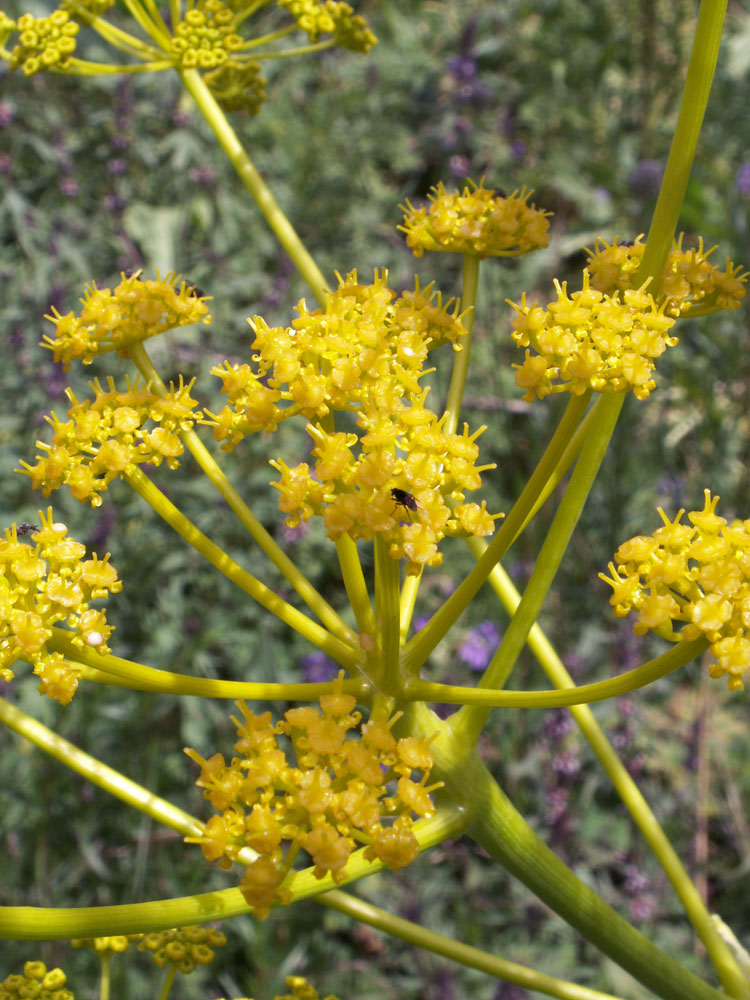 Image of Ferula kelleri specimen.