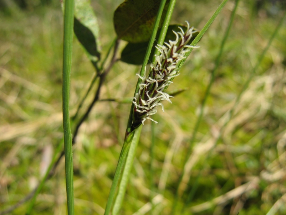 Image of Carex lasiocarpa specimen.