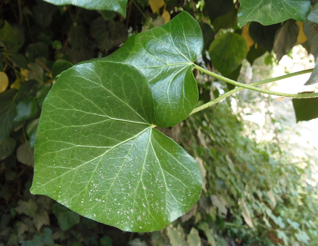 Изображение особи Hedera helix.