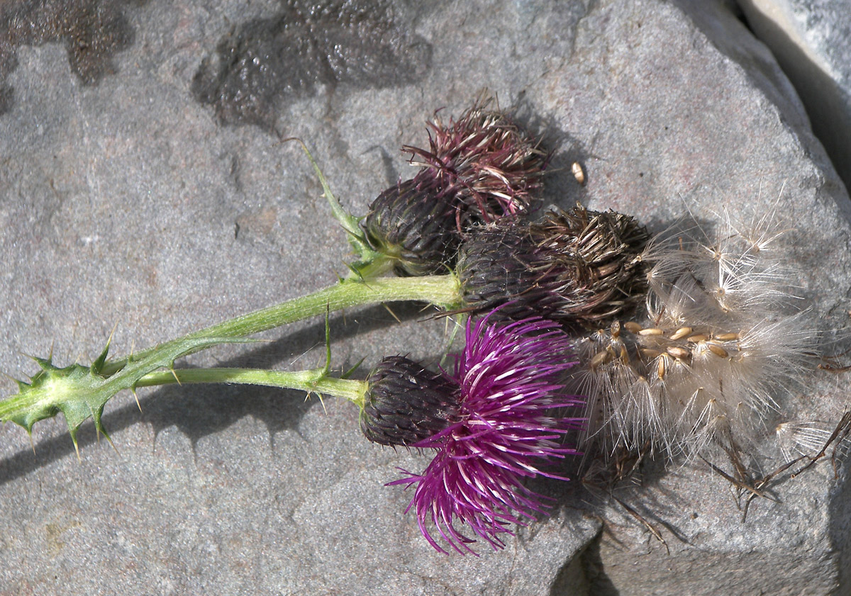 Изображение особи Cirsium uliginosum.