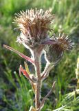 Saussurea schanginiana