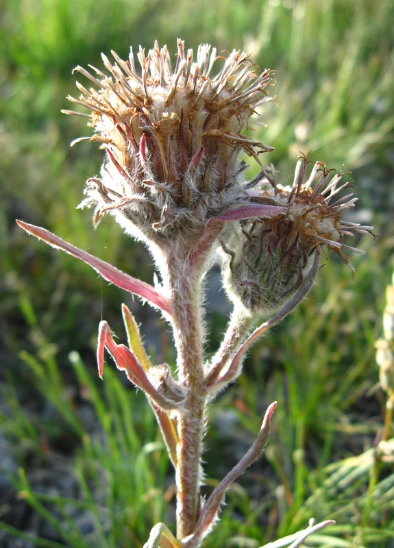 Изображение особи Saussurea schanginiana.