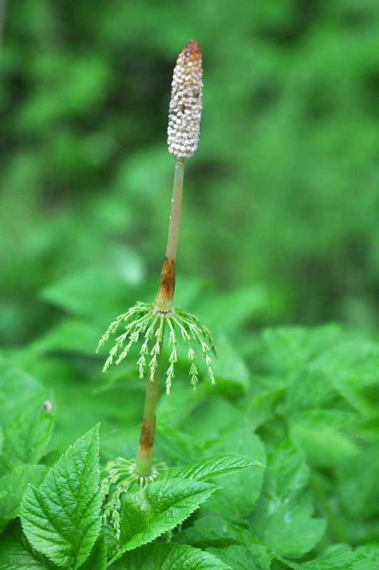 Изображение особи Equisetum sylvaticum.