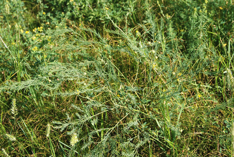 Изображение особи Asparagus officinalis.