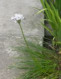 Allium canadense