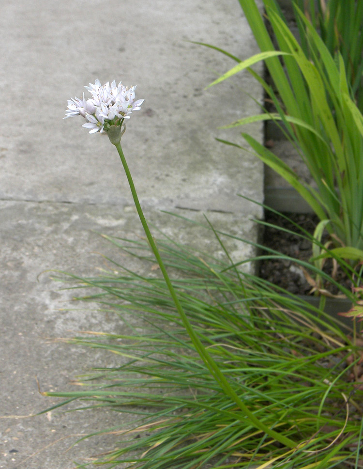 Image of Allium canadense specimen.