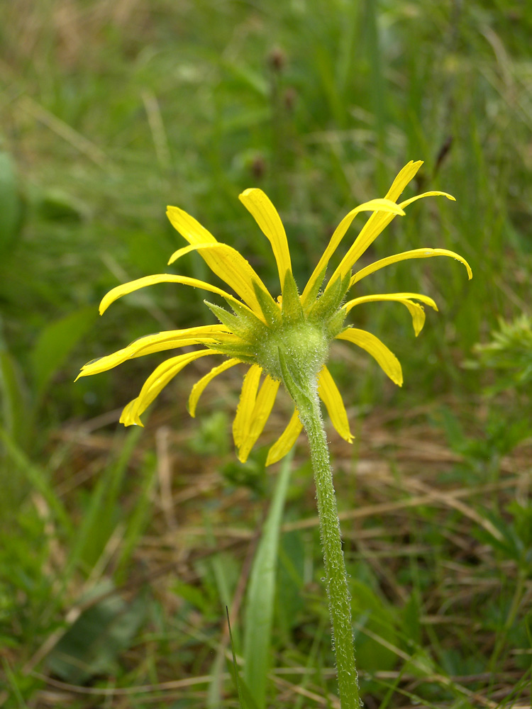 Image of Doronicum oblongifolium specimen.