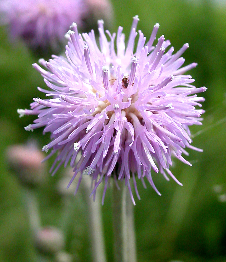 Image of Cirsium incanum specimen.