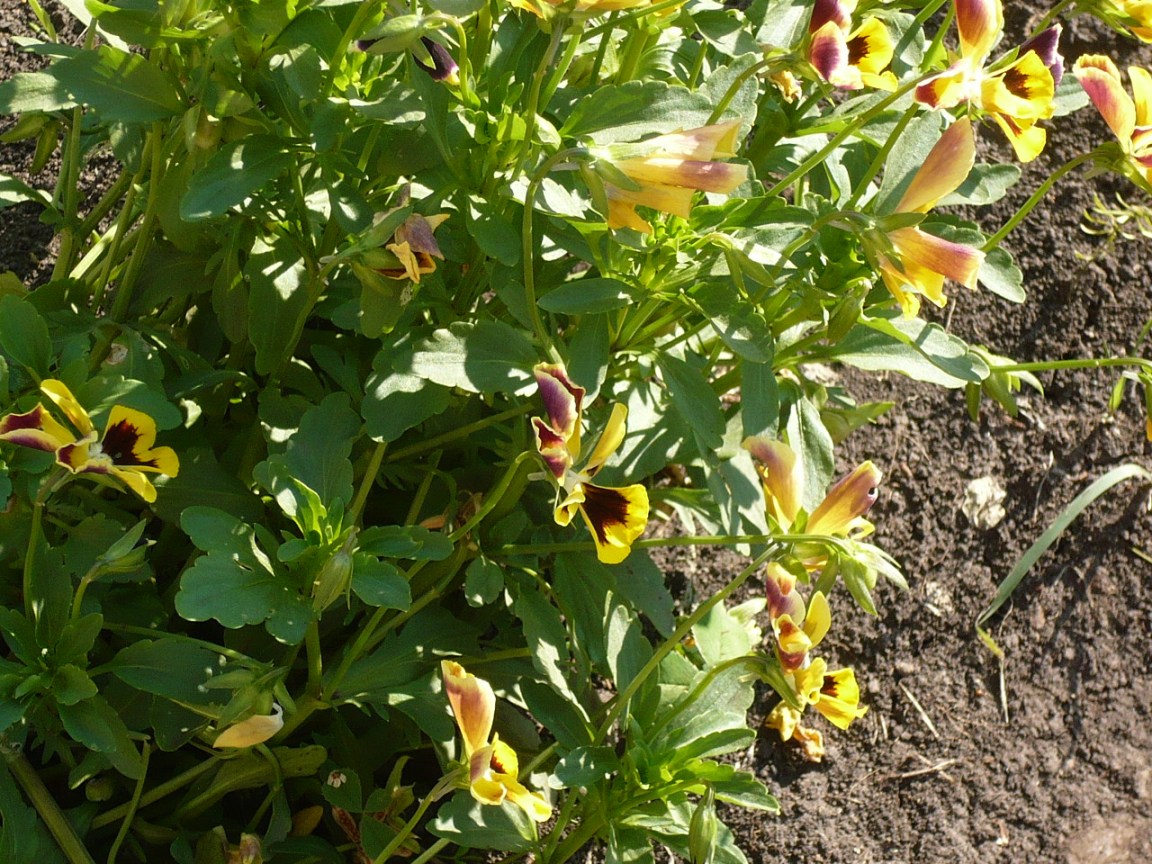 Image of genus Viola specimen.