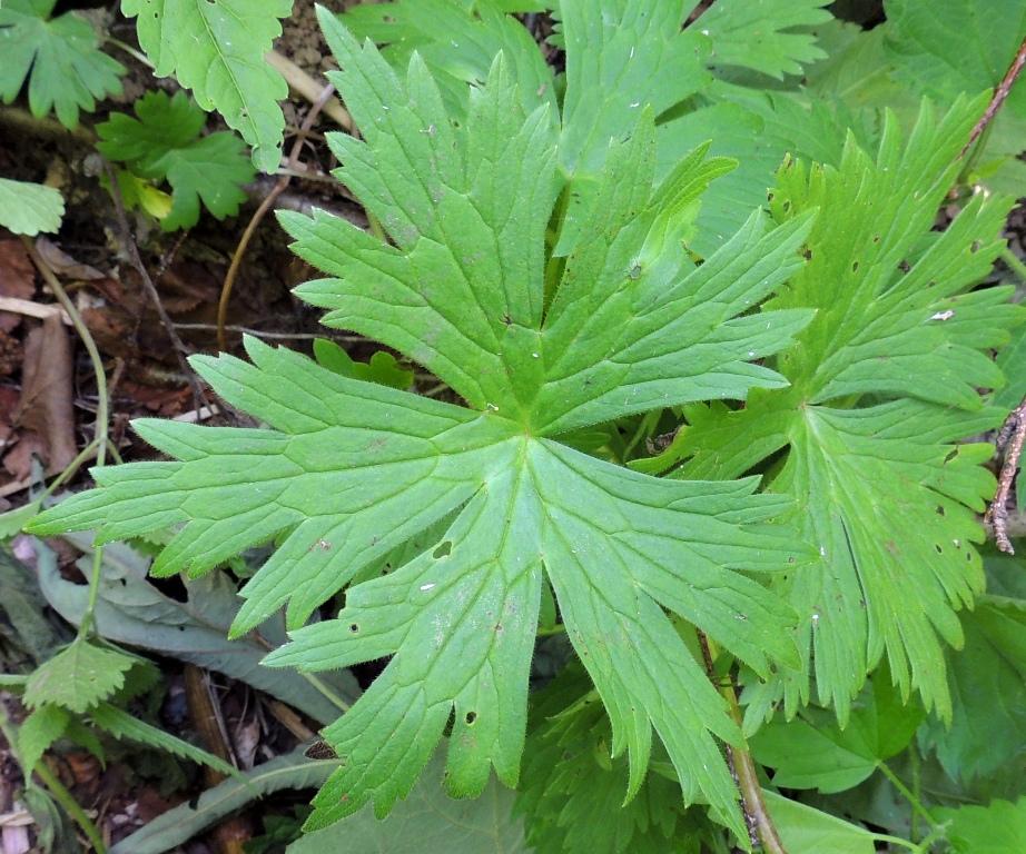 Image of Aconitum umbrosum specimen.