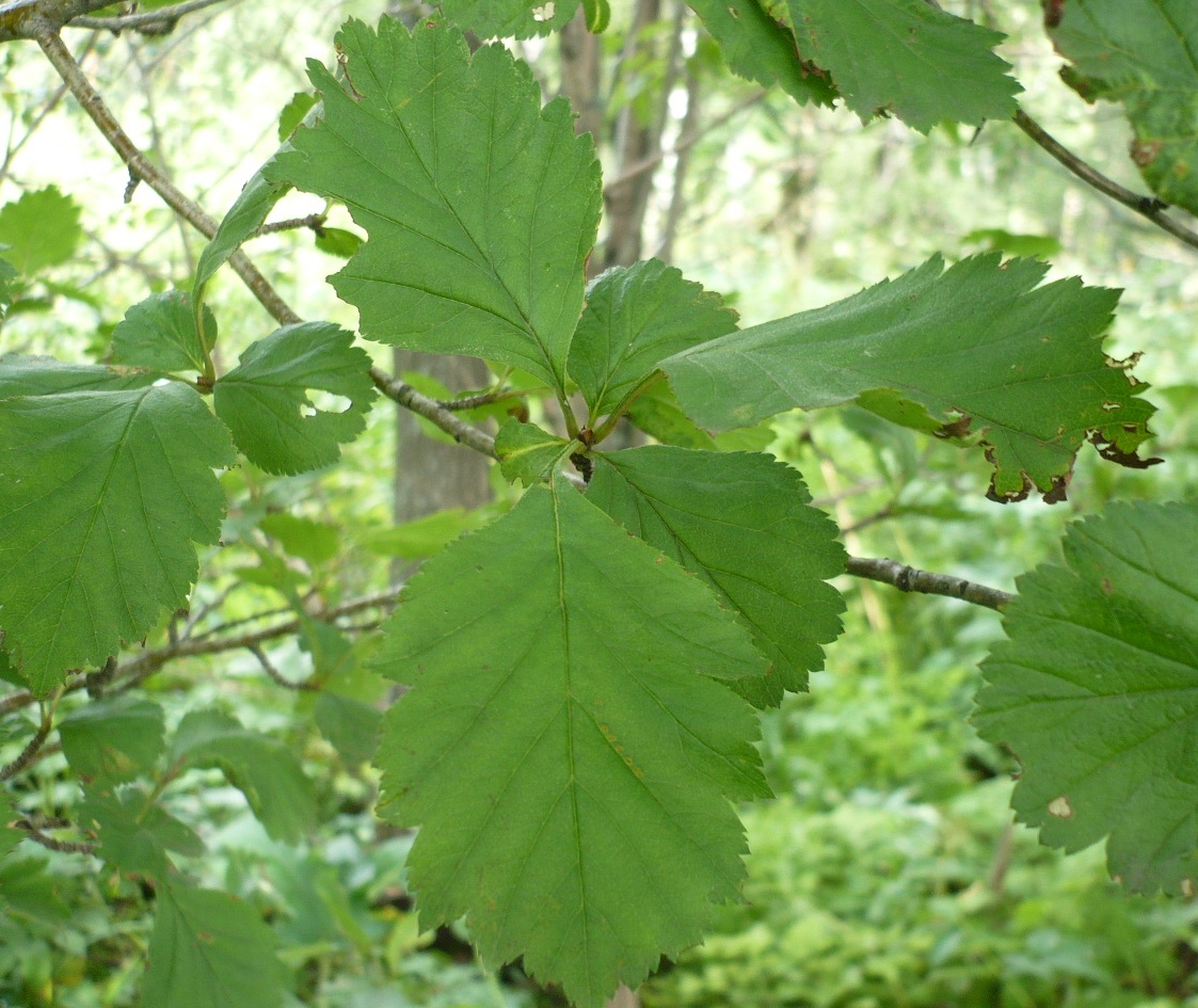 Image of Crataegus sanguinea specimen.