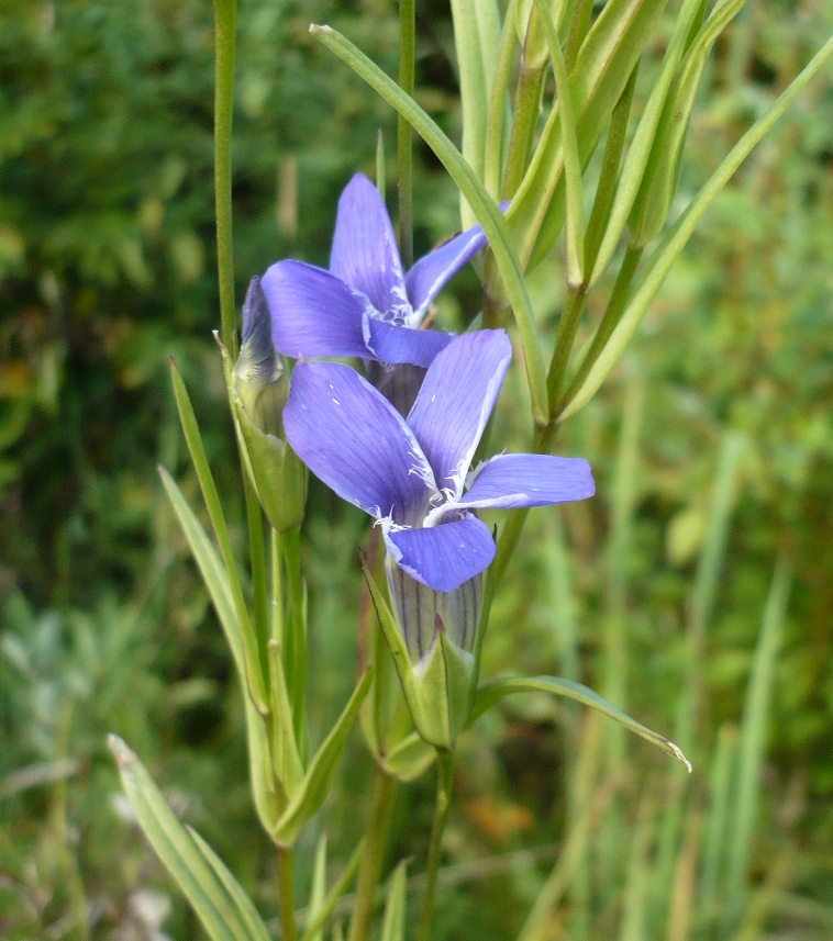 Image of Gentianopsis barbata specimen.