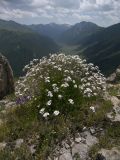 Gypsophila tenuifolia