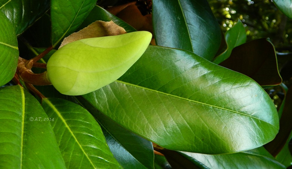 Image of Magnolia grandiflora specimen.