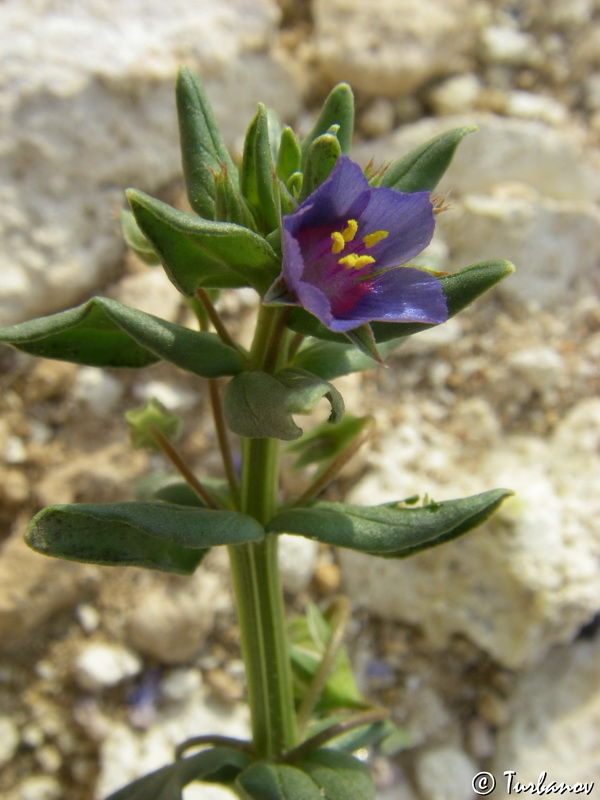 Image of Anagallis arvensis specimen.