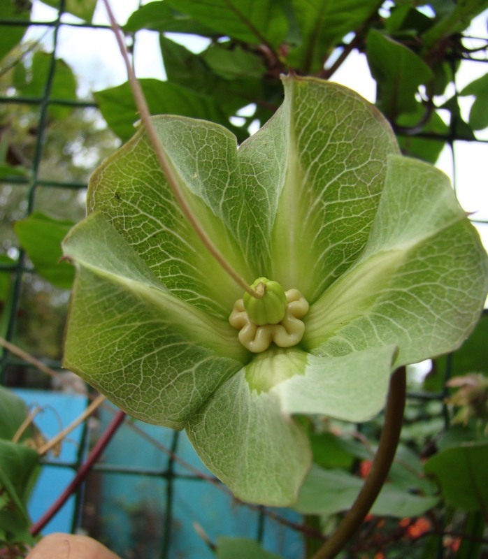 Image of Cobaea scandens specimen.