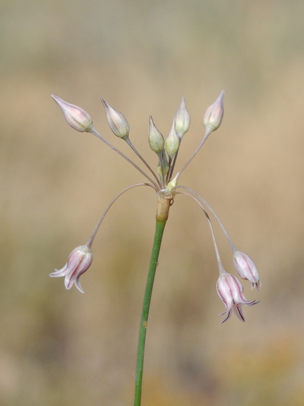 Image of Allium margaritae specimen.