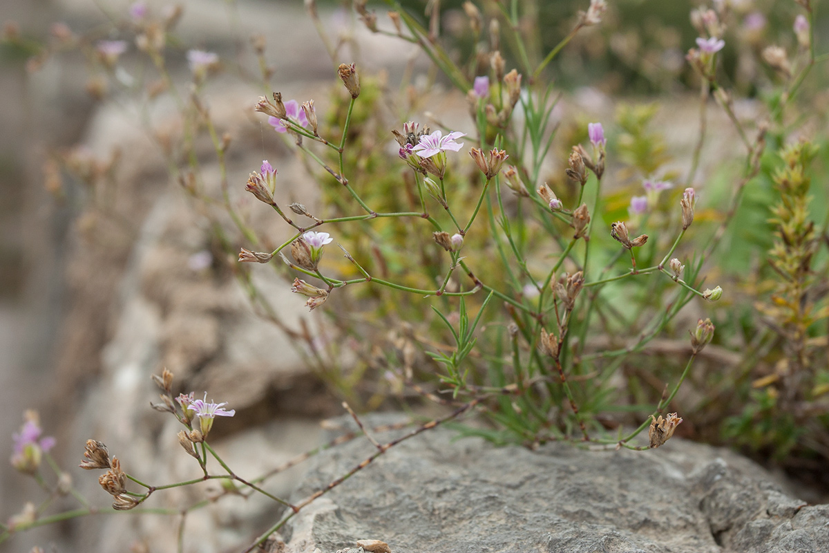 Image of Petrorhagia saxifraga specimen.