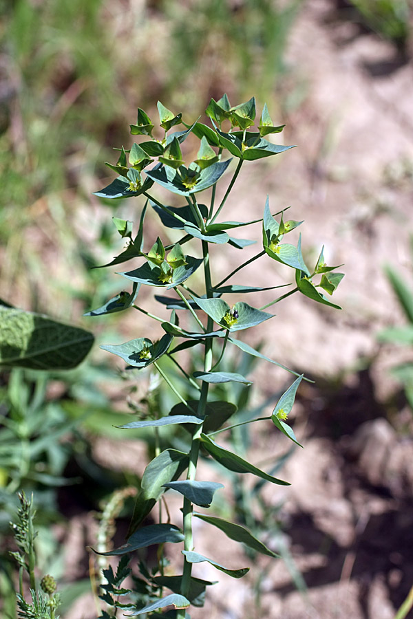 Изображение особи Euphorbia sewerzowii.