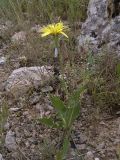 Scorzonera inconspicua. Цветущее растение. Южный Казахстан, горы Каракус. 7 мая 2007 г.
