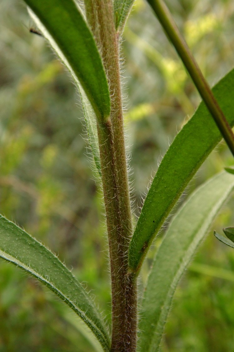 Image of Lappula squarrosa specimen.