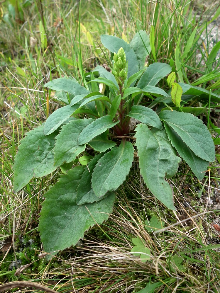 Изображение особи Solidago virgaurea ssp. lapponica.