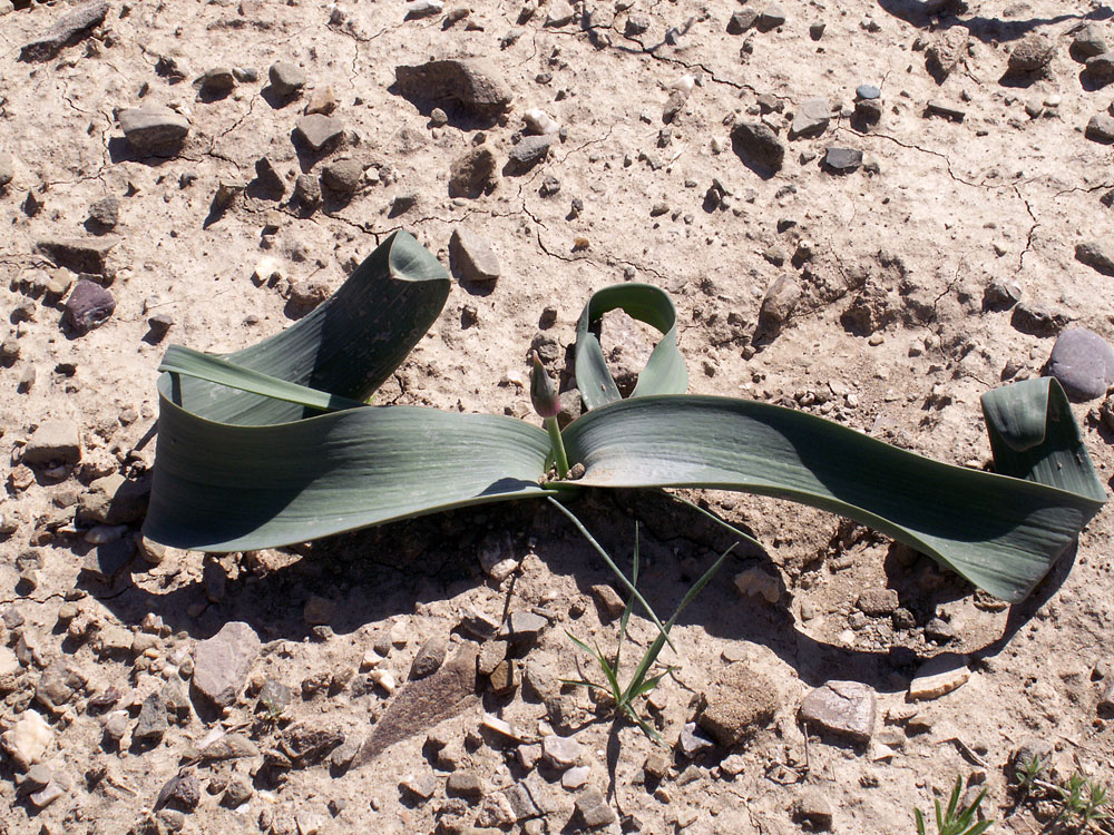 Image of Allium bekeczalicum specimen.