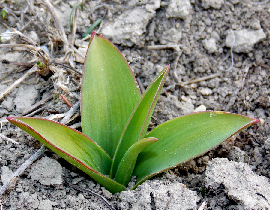 Image of Bellevalia sarmatica specimen.