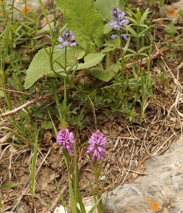 Изображение особи Polygala comosa.