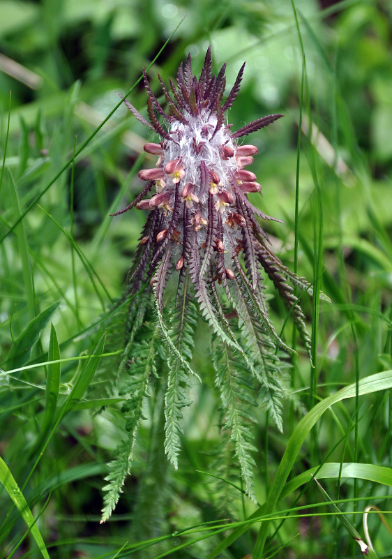 Image of Pedicularis wilhelmsiana specimen.